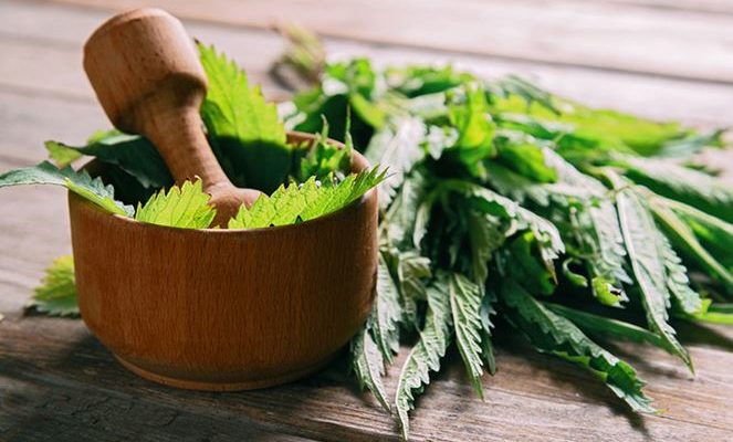 Saçlarınız için Isırgan Otu